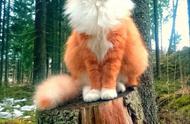 北欧的爱情神话：挪威森林猫的独特魅力