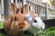 家兔毛球病的防治：养兔技术全解析