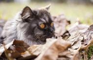 金吉拉猫：人造猫的珍稀品种及其性格特点与优缺点