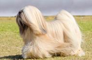 十二种最受欢迎的长毛犬，你最钟爱哪一只？