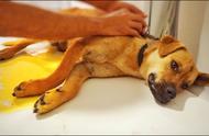 狗狗频繁排尿、尿血，可能是膀胱结石作祟，主人需注意补水