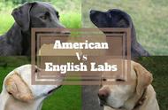 拉布拉多犬：英系与美系的准确理解