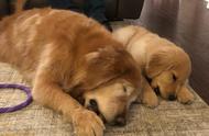 四个月大的金毛小奶狗，成为导盲犬，关爱失明的11岁老狗