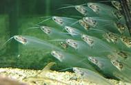 玻璃猫鱼的饲养与繁殖：一份详尽的教学指南
