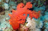 珊瑚鉴定的秘诀你知道吗？