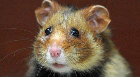 原仓鼠濒临灭绝，法国投资300万为了拯救这群可爱的小家伙