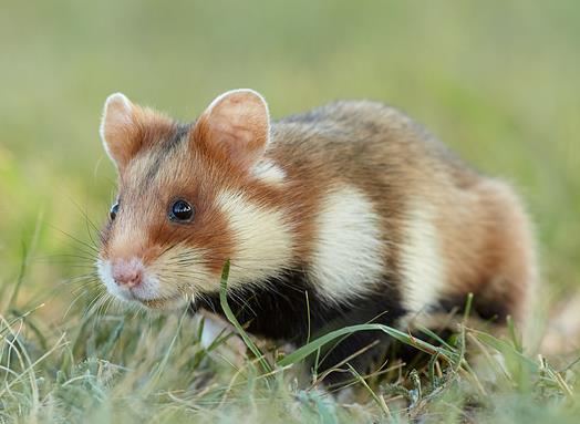 原仓鼠濒临灭绝，法国投资300万为了拯救这群可爱的小家伙