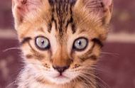 可爱小猫咪壁纸集：萌宠系列6精选（11张宠物美图）